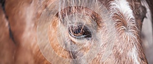 Close up of beautiful brown horse standing alone in barn