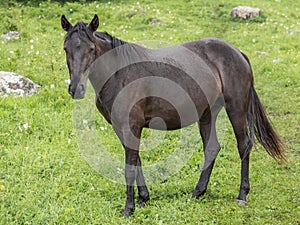 Close-up of a beautiful brown horse standing sideways to the frame and looking at the camera. Green grass in the background. A