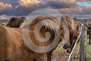 Close-up of beautiful brown Icelandic horses standing near fence at sunset