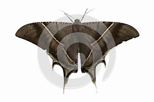 Close up beautiful brown moth isolate on white background