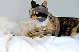 Close-up of beautiful brown tricolor adult smart cat proudly lies on white soft plush blanket, looks around, reads book, family
