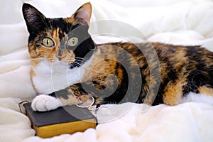 close-up of beautiful brown tricolor adult smart cat proudly lies on white soft plush blanket, paw on black cover book, family