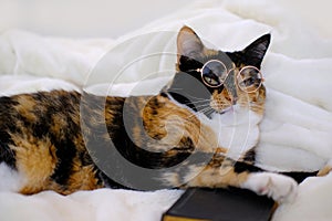 close-up of beautiful brown tricolor adult smart cat in round glasses proudly lies on white soft plush blanket, looks around,