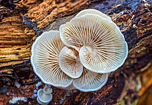 Close up beautiful bunch mushrooms reversed. Macro Photography View of Variable Oysterling