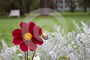 Close up of beautiful burgundy red dahlia flower on natural bac