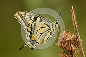 Close up of beautiful butterfly