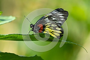Close-up of a beautiful butterfly Delias Pasithoe sitting a leave / flower photo