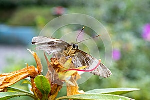 Close-up of a beautiful butterfly Grass Skippers sitting a leave / flower