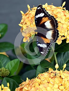 A close up of a beautiful butterfly and insect on adjacent yellow flowers