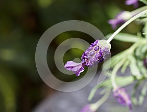 Close up of beautiful butterfly lavender bloom with copy space