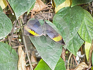 Close up of a beautiful butterfly at the papiliorama