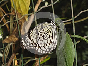 Close up of a beautiful butterfly at the papiliorama