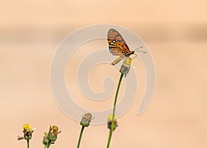 Close up beautiful Butterfly (Tawny Coster, Acraea violae) and