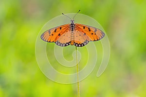 Close up beautiful Butterfly (Tawny Coster, Acraea violae) and