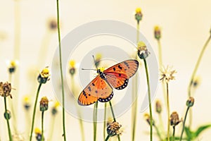 Close up beautiful Butterfly (Tawny Coster, Acraea violae) and