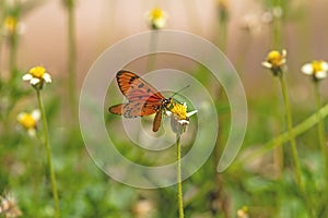 Close up beautiful Butterfly (Tawny Coster, Acraea violae) and