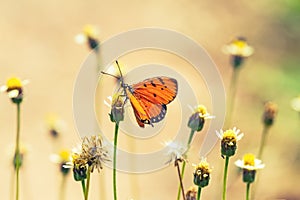 Close up beautiful Butterfly (Tawny Coster, Acraea violae) and