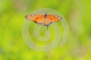 Close up beautiful Butterfly (Tawny Coster, Acraea violae) and