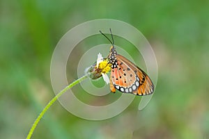 Close up beautiful Butterfly  Tawny Coster, Acraea violae and white grass flower