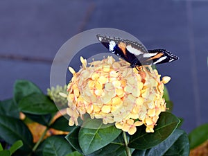 A close up of a beautiful butterfly a yellow flower in an Australian Garden