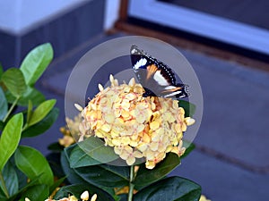 A close up of a beautiful butterfly on a yellow flower in an Australian garden