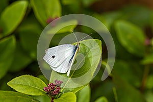 Beautiful cabbage white butterfly on green leaf