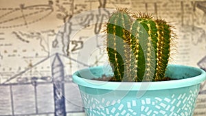Close-up beautiful cactus in plastic pot. Closeup of throns on cactus. Cactus on art background. color