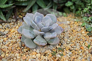 Close up beautiful cactus on sand floor in nature