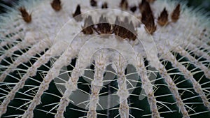 Close up beautiful cactus with small flowers