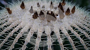 Close up beautiful cactus with small flowers