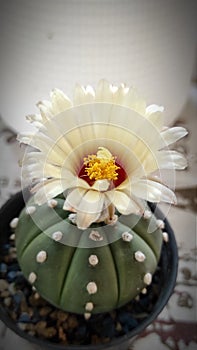 Close up beautiful cactus with small white flower in mini black pot.