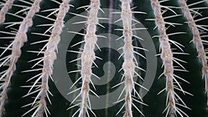 Close up beautiful cactus with spines