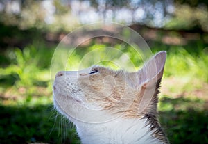 Close up of beautiful calico cat looking up at a bird in tree outdoors