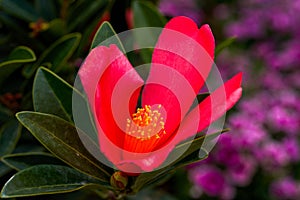 De hermoso camelias floreciente en flores 