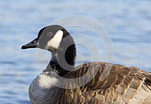 Close-up of a beautiful Canada goose
