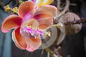 De cerca hermoso un árbol flores 