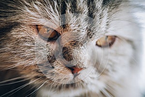 Close up of beautiful cat eyes