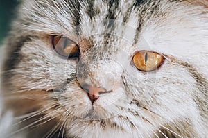 Close up of beautiful cat eyes