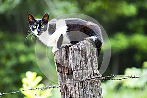 Close-up of a beautiful cat on nature. Pet green park. Natural hairball treatment photo