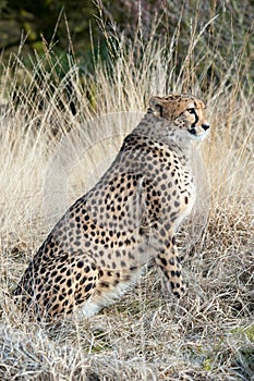Close-up of a beautiful cheetah