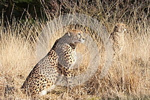 Close-up of a beautiful cheetah