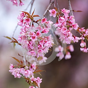 Close-up,beautiful cherry blossom, Chiang Mai, Thailand