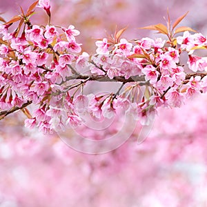 Close-up,beautiful cherry blossom, Chiang Mai, Thailand