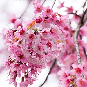 Close-up,beautiful cherry blossom, Chiang Mai, Thailand