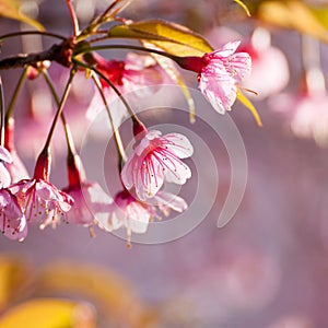 Close-up,beautiful cherry blossom, Chiang Mai, Thailand