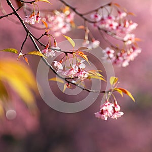 Close-up,beautiful cherry blossom, Chiang Mai, Thailand