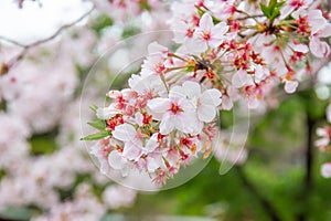 Close-up of beautiful cherry blossoms blooming on the tree It is a flower that is a symbol of Japan.