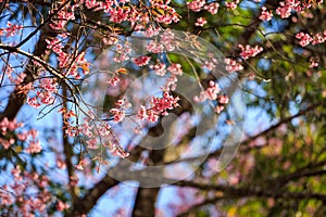 Close-up of beautiful Cherry blossoms in Chiangmai