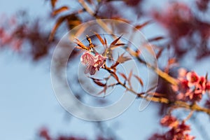 Close-up of beautiful Cherry blossoms in Chiangmai