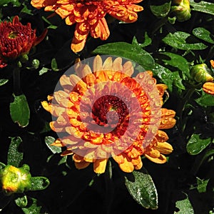 Beautiful Garden Mums Chrysanthemum in Full Bloom